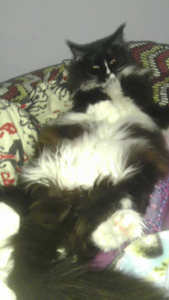 The Animal House Buzzards Bay, MA Our Animals